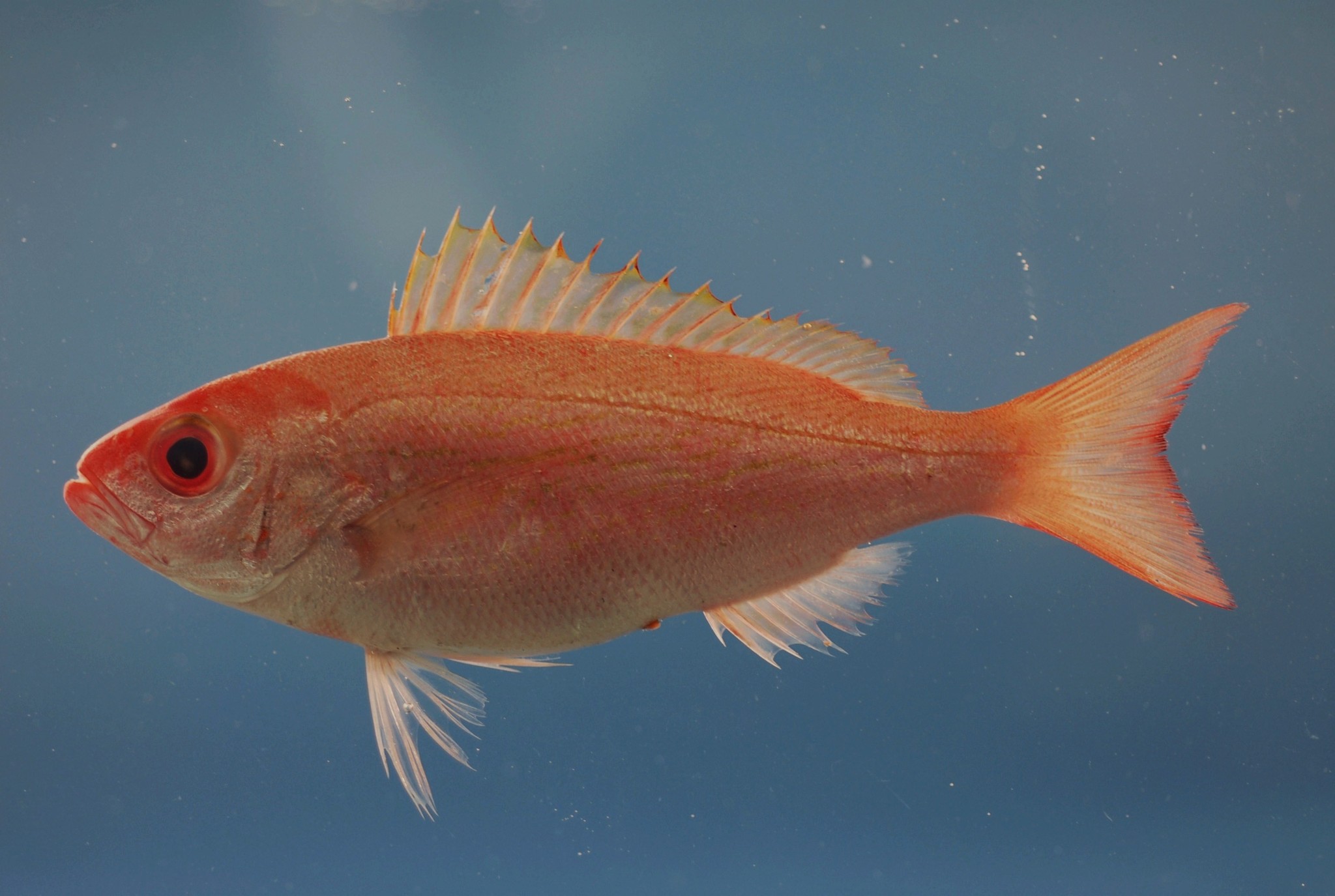 image of rhomboplites aurorubens \(vermilion snapper\)
