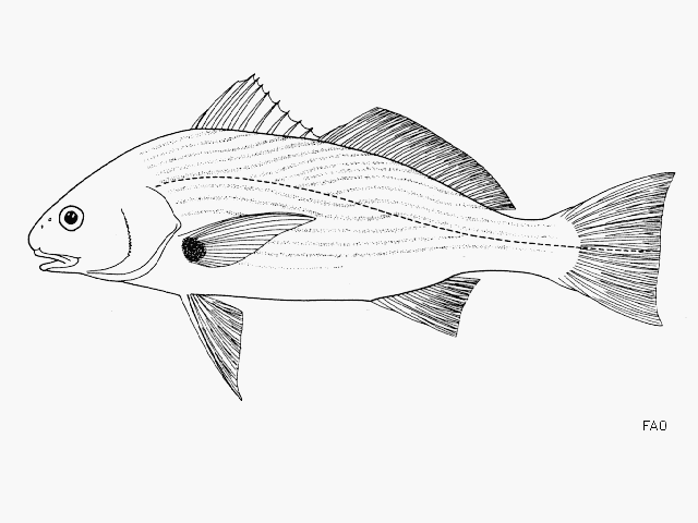 image of roncador stearnsii \(spotfin croaker\)