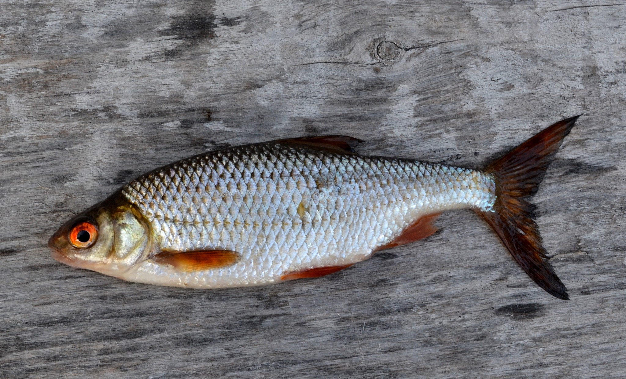 image of rutilus rutilus \(roach\)