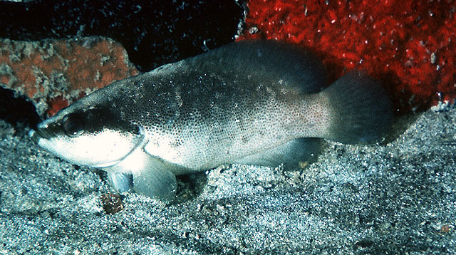 image of rypticus bistrispinus \(freckled soapfish\)
