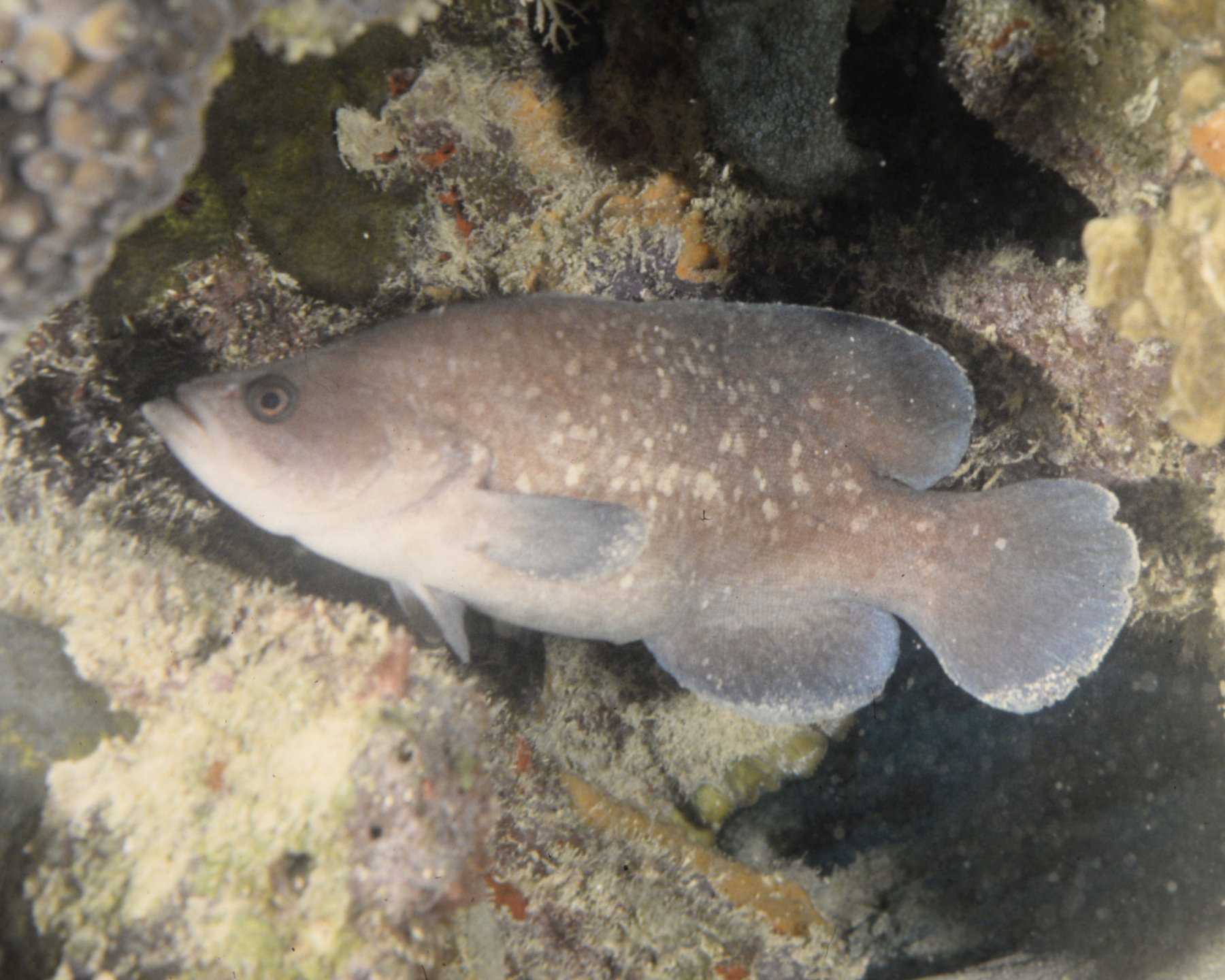 image of rypticus saponaceus \(greater soapfish\)