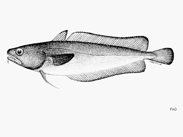 image of salilota australis \(tadpole codling\)