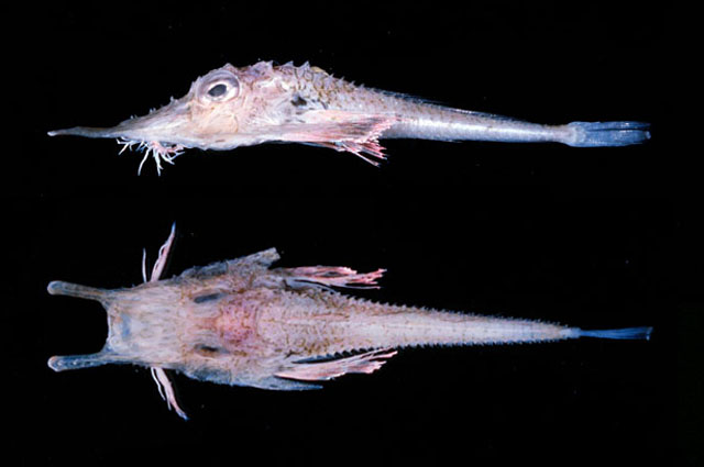 image of scalicus engyceros