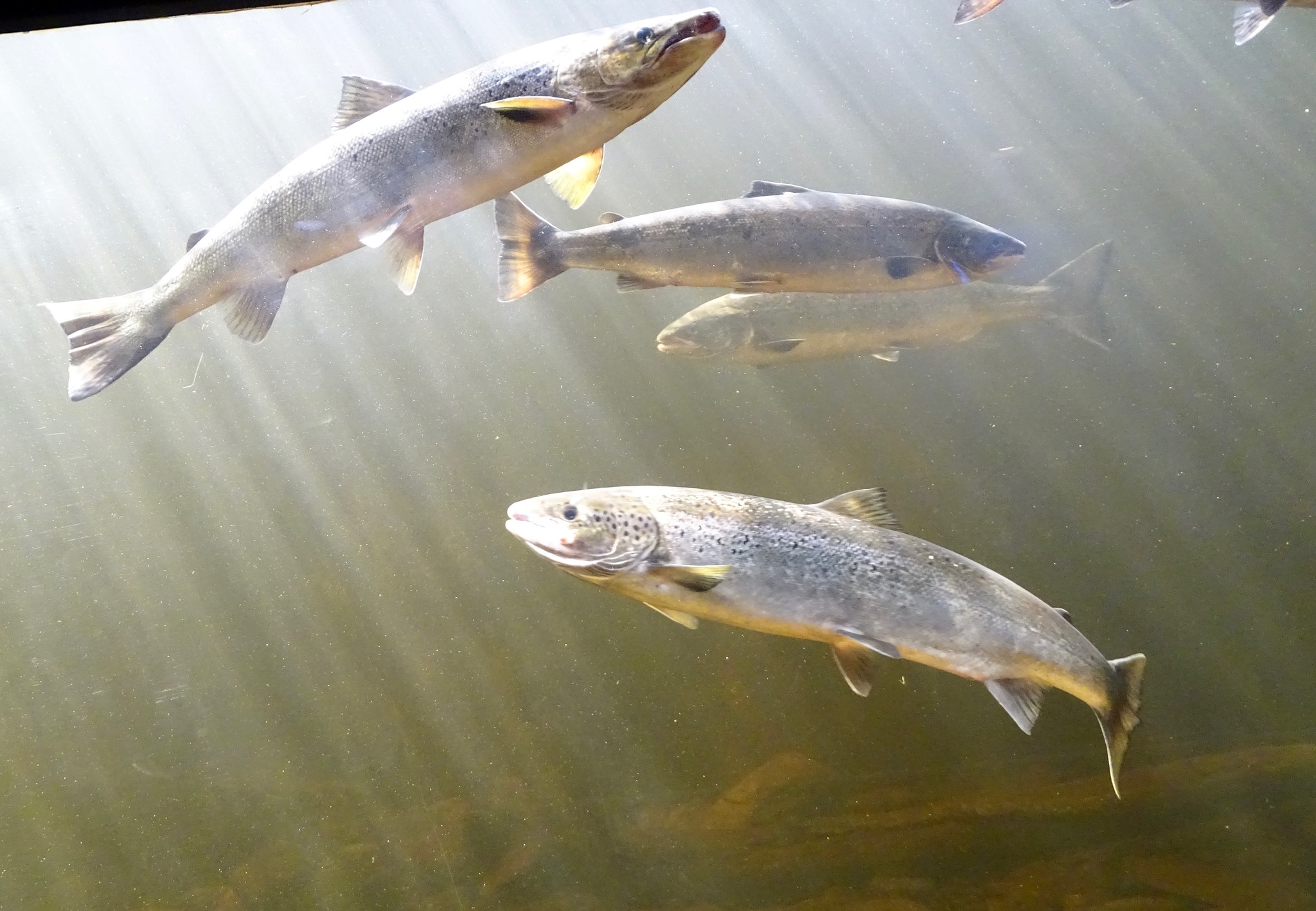 image of salmo salar \(atlantic salmon\)