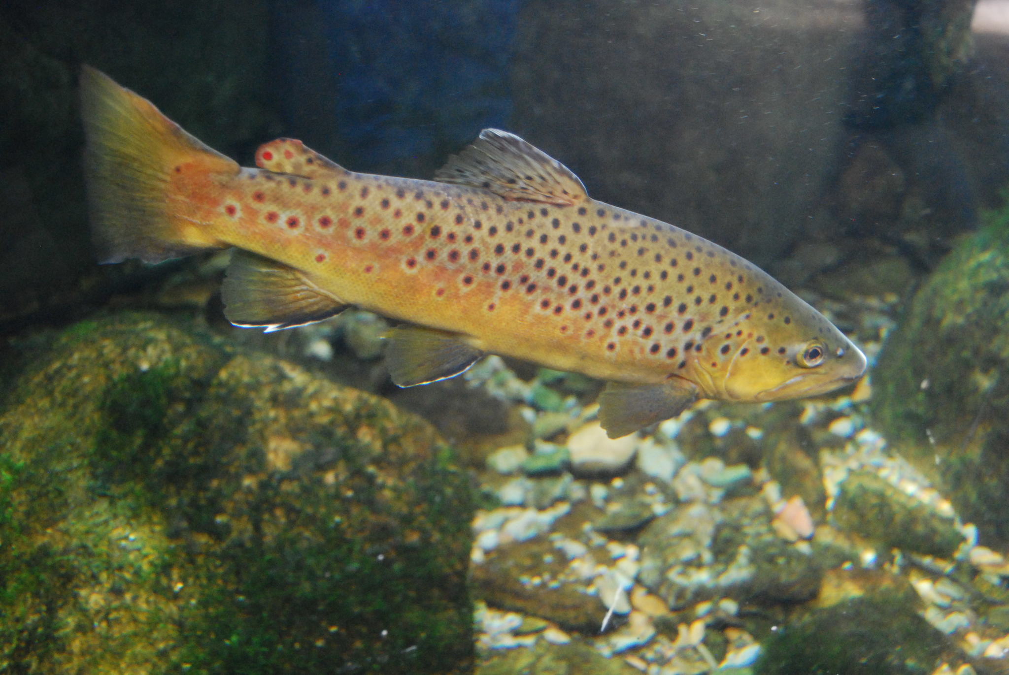 image of salmo trutta \(sea trout\)