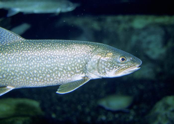 image of salvelinus namaycush \(lake trout\)