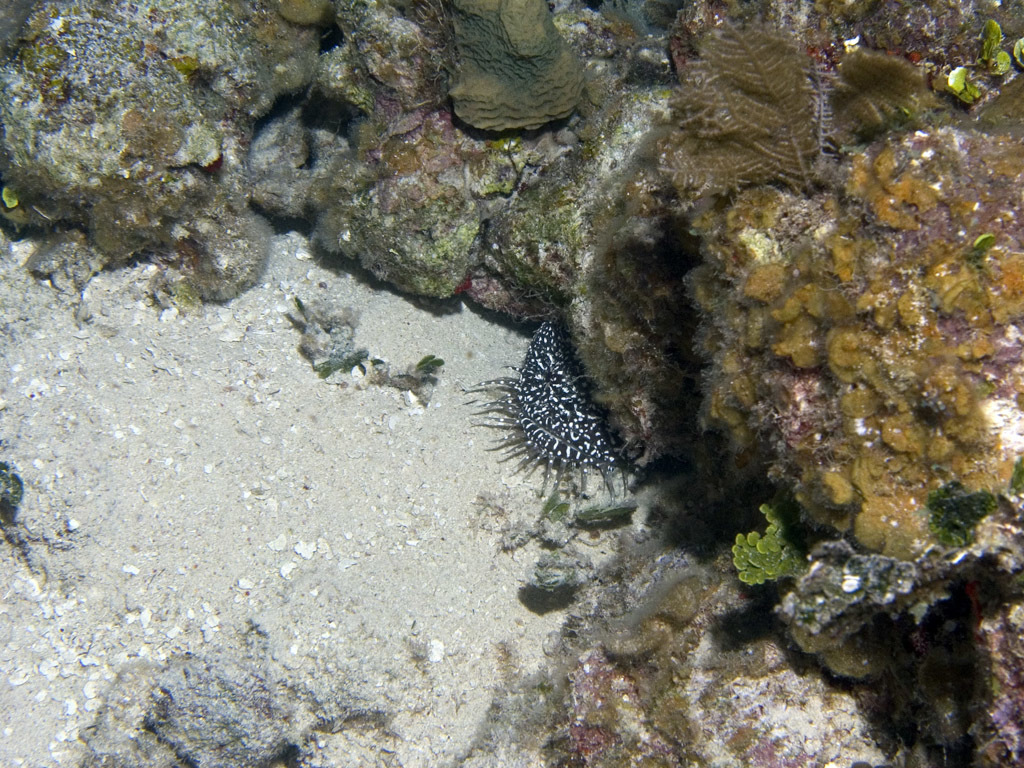 image of sanopus astrifer