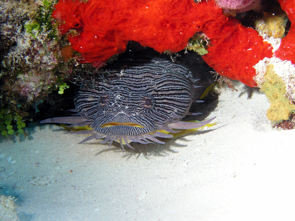 image of sanopus splendidus \(coral toadfish\)
