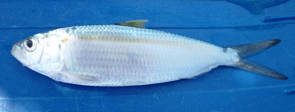 image of sardinella maderensis \(madeiran sardinella\)
