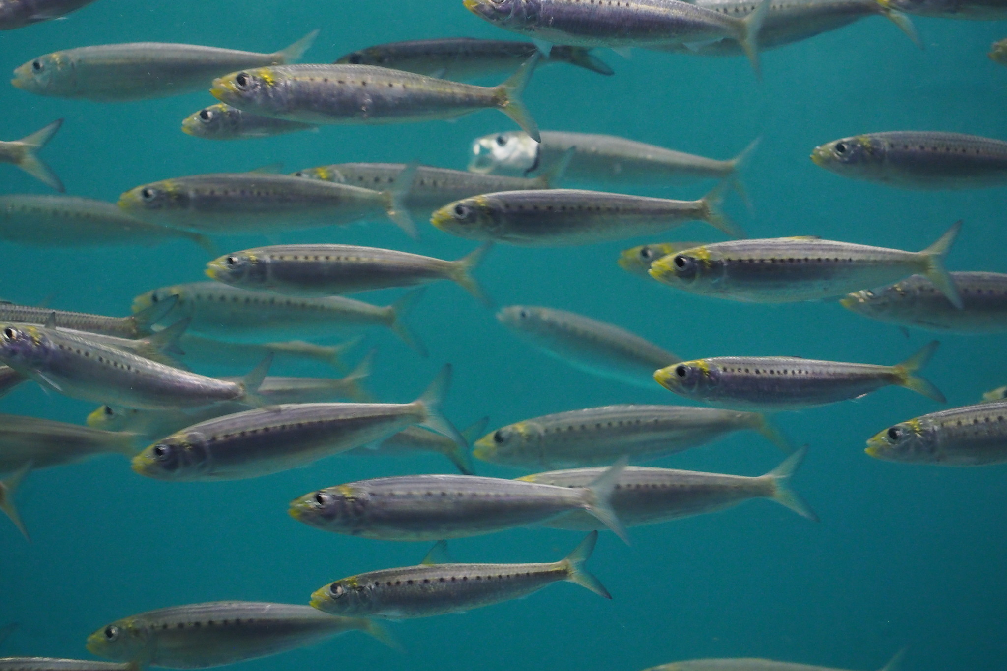 image of sardinops sagax \(south american pilchard\)