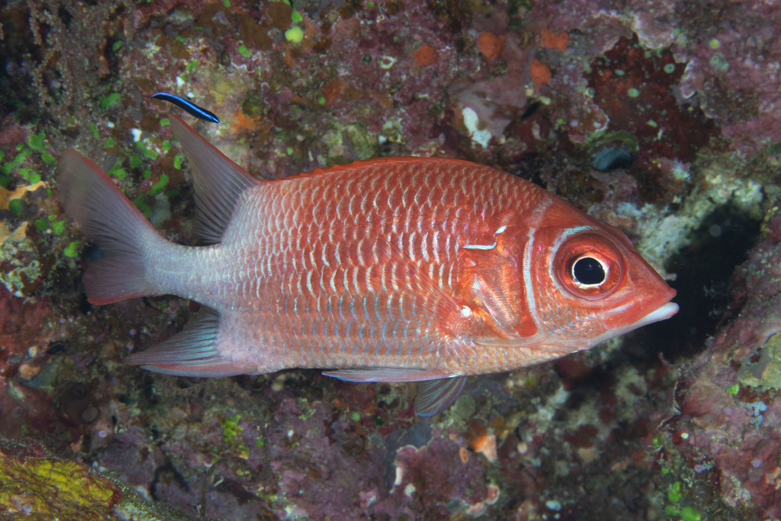 image of sargocentron caudimaculatum \(silverspot squirrelfish\)