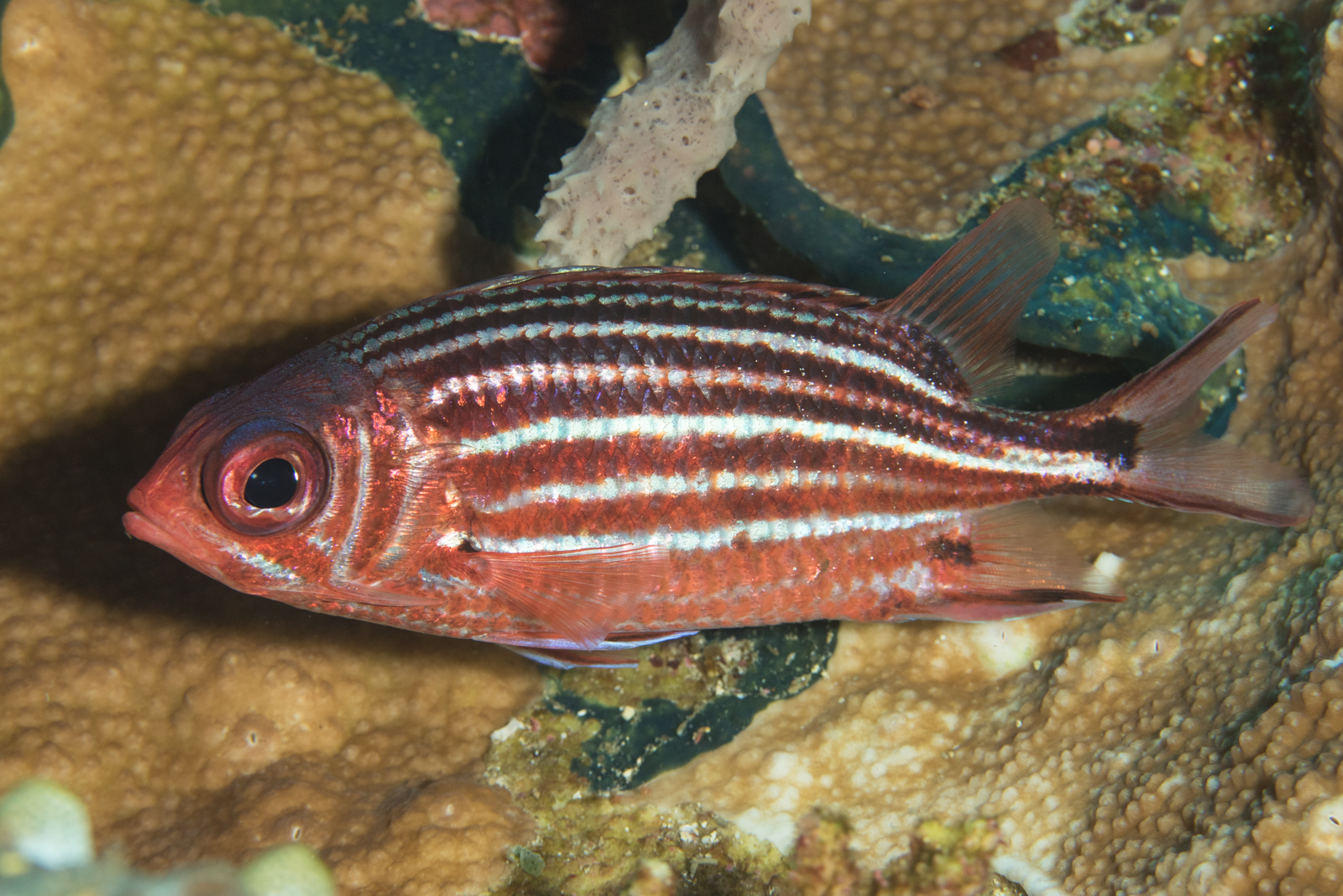 image of sargocentron cornutum \(threespot squirrelfish\)