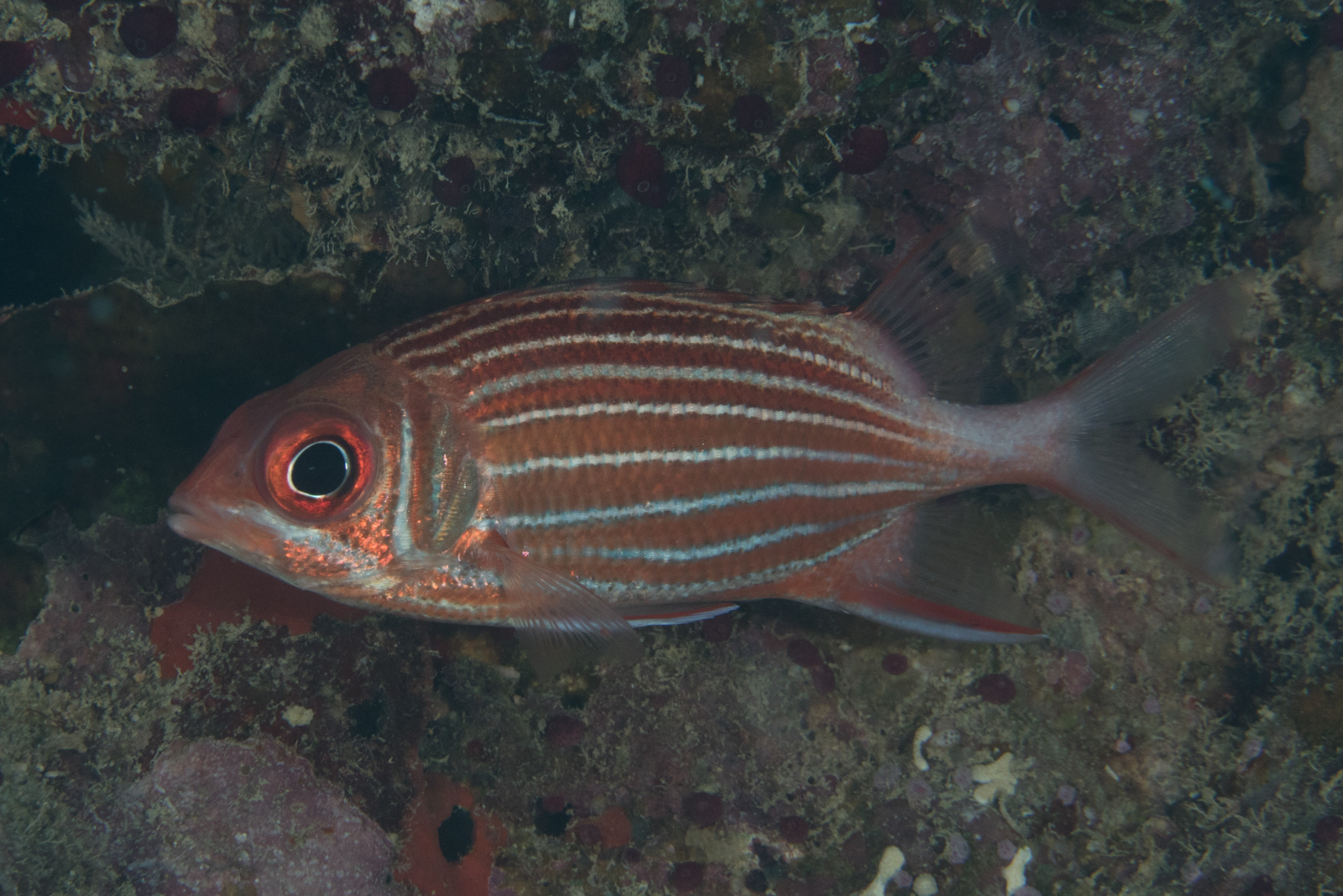 image of sargocentron diadema \(crown squirrelfish\)