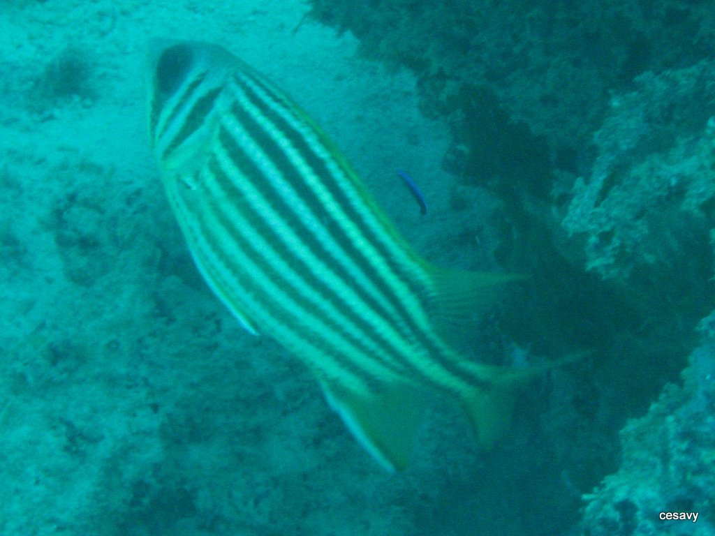image of sargocentron seychellense \(yellow-tipped squirrelfish\)