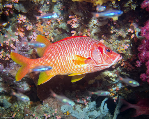 image of sargocentron spiniferum \(sabre squirrelfish\)