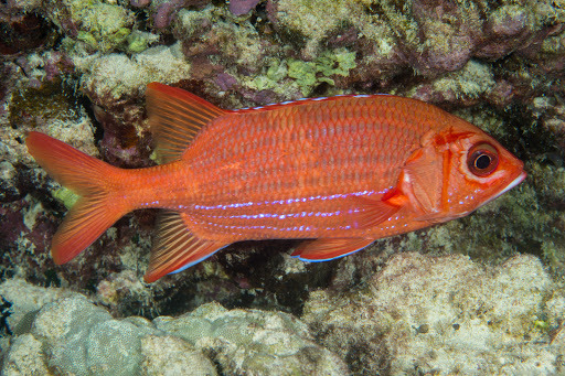 image of sargocentron tiere \(blue lined squirrelfish\)