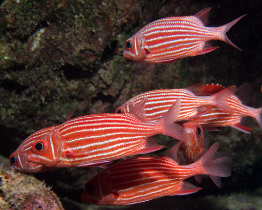 image of sargocentron xantherythrum \(hawaiian squirrelfish\)
