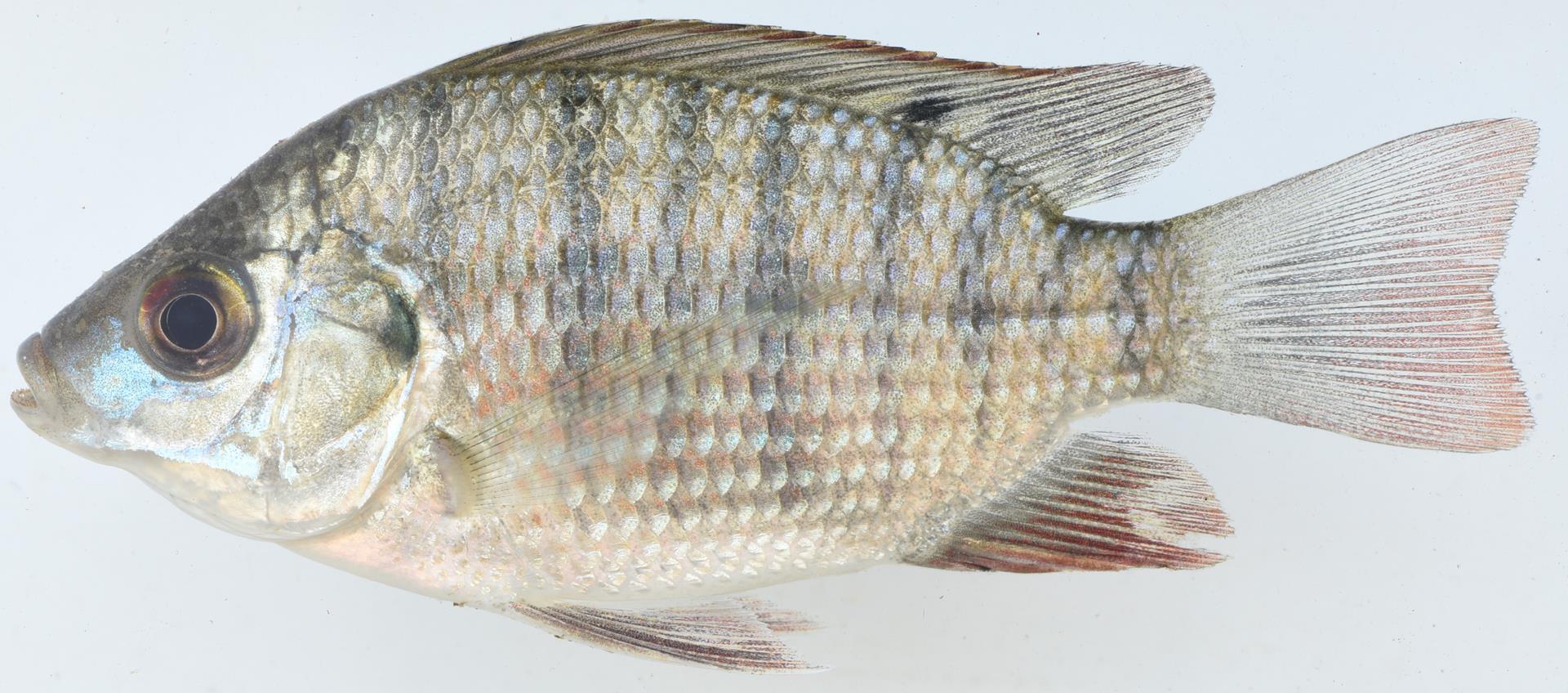 image of sarotherodon galilaeus \(mango tilapia\)