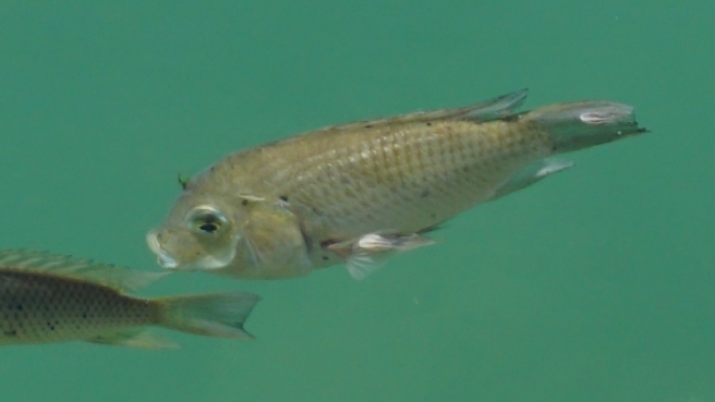 image of sarotherodon melanotheron \(blackchin tilapia\)