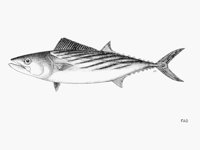 image of sarda sarda \(atlantic bonito\)
