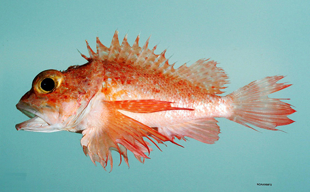 image of scorpaena agassizii \(longfin scorpionfish\)
