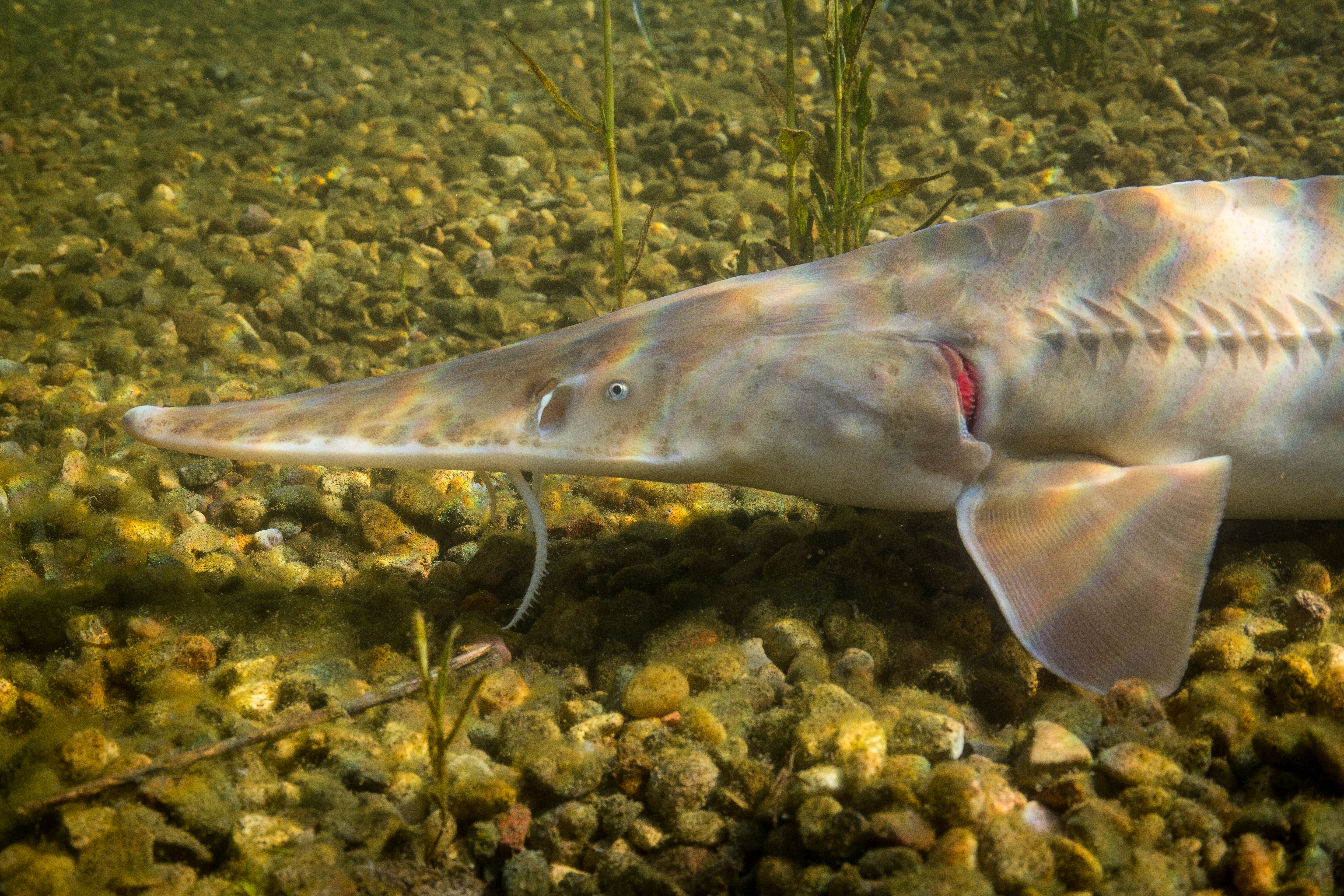 image of scaphirhynchus albus \(pallid sturgeon\)