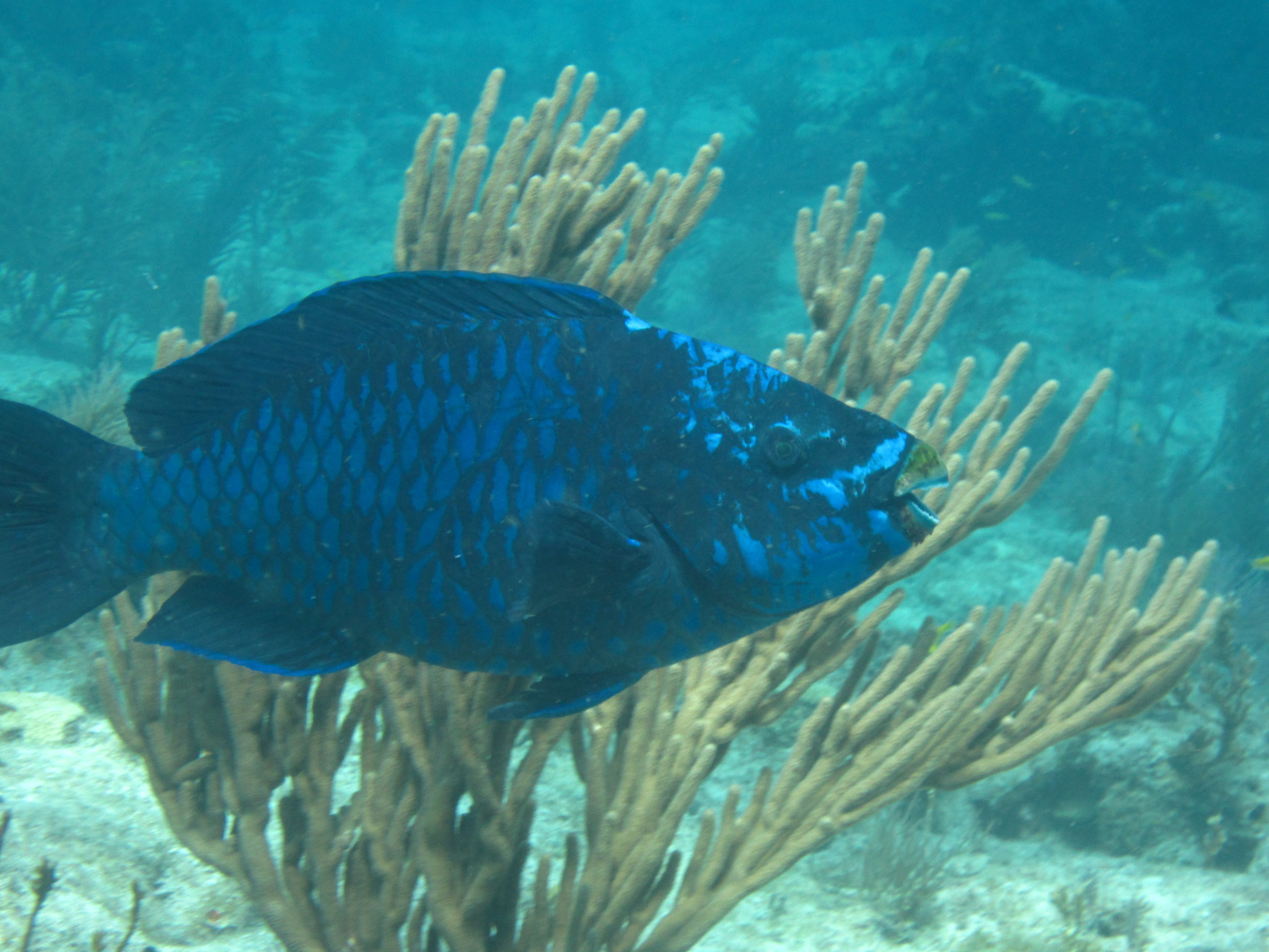 image of scarus coelestinus \(midnight parrotfish\)