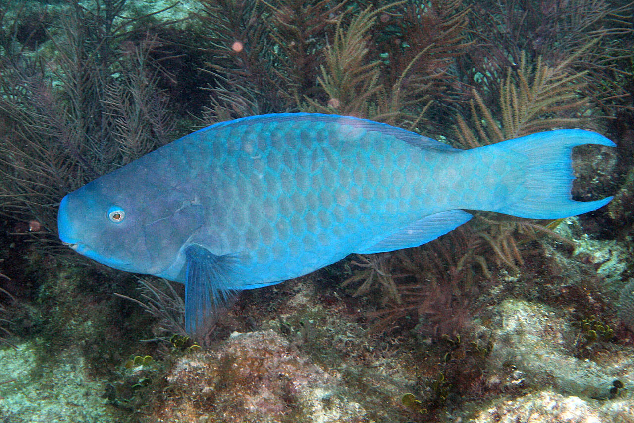 image of scarus coeruleus \(blue parrotfish\)