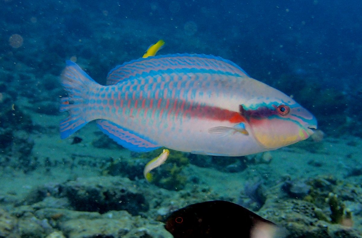 image of scarus iseri \(striped parrotfish\)