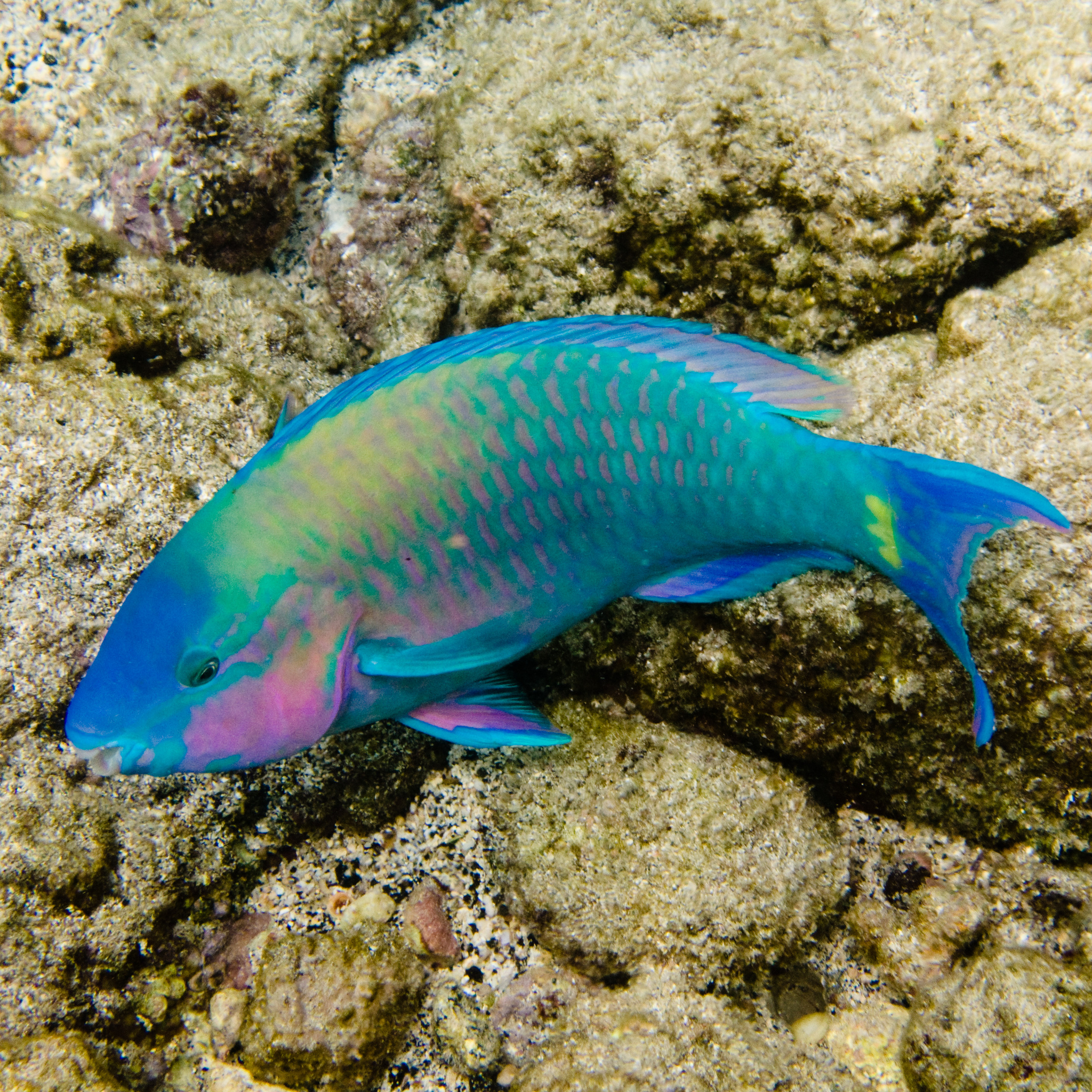 image of scarus psittacus \(common parrotfish\)