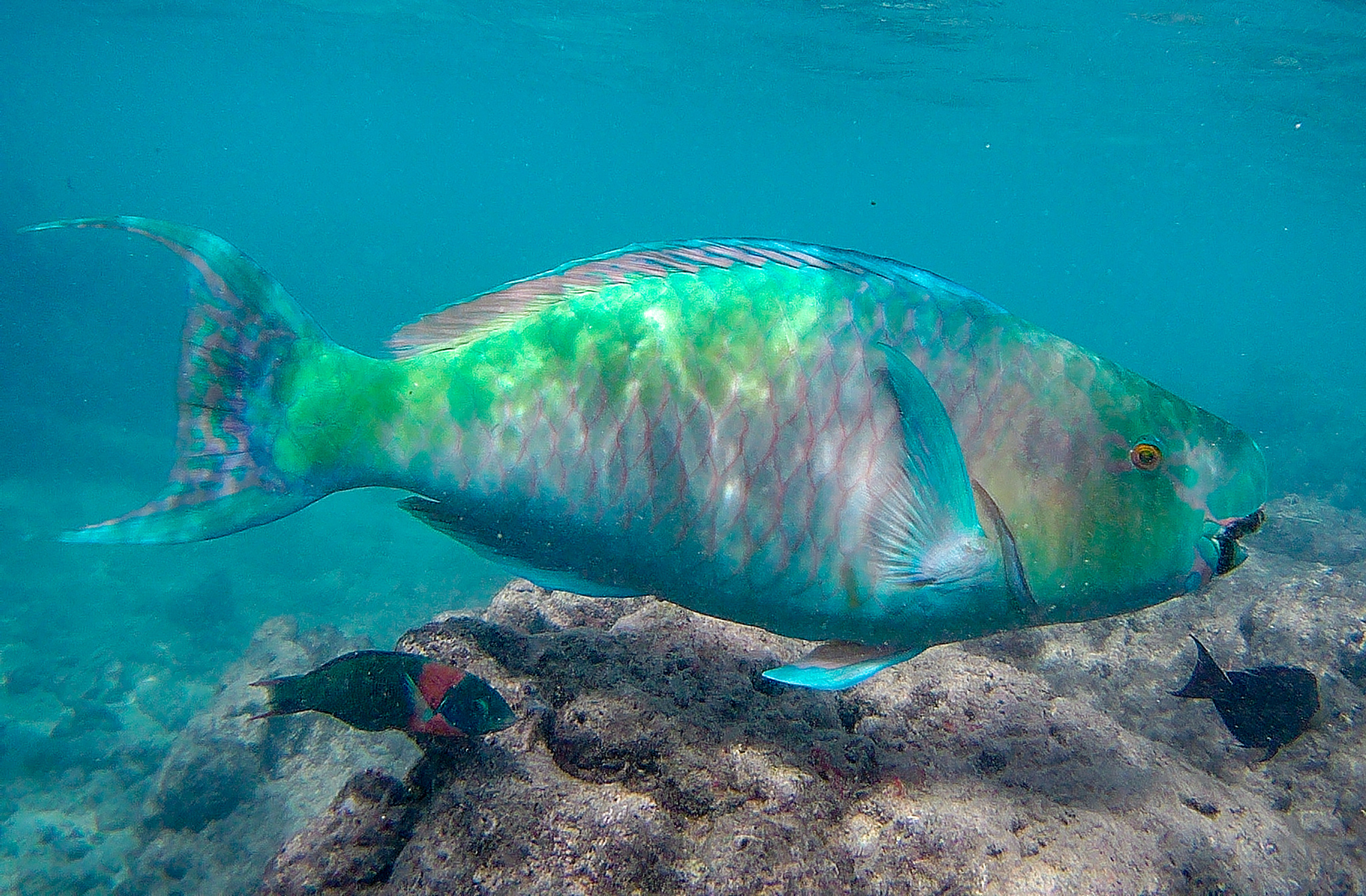 image of scarus rubroviolaceus \(ember parrotfish\)