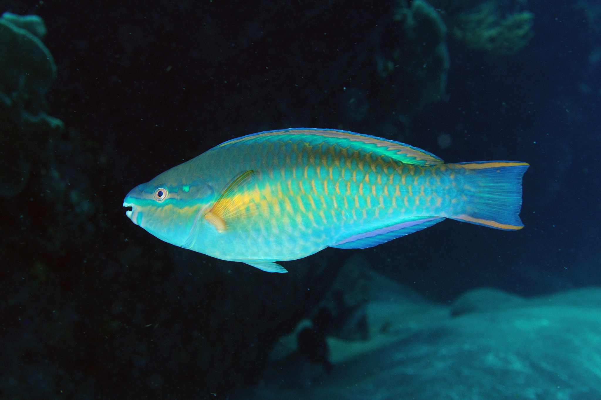 image of scarus taeniopterus \(princess parrotfish\)