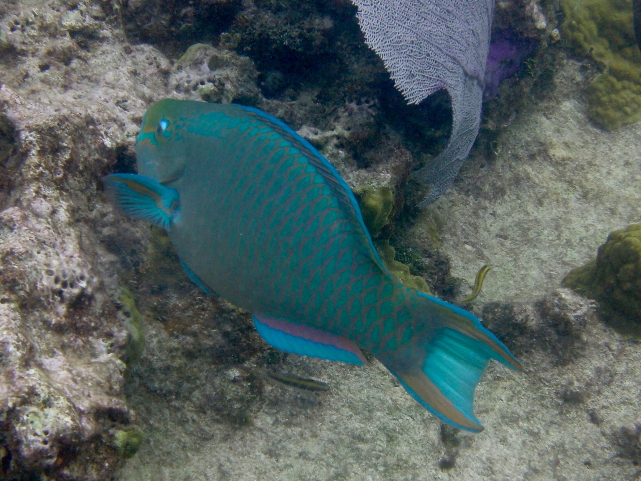 image of scarus vetula \(queen parrotfish\)