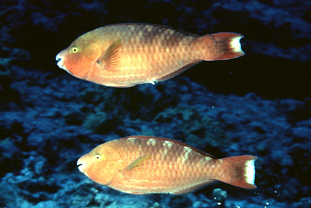 image of scarus dubius \(regal parrot\)