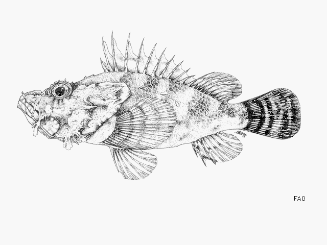 image of scorpaena elongata \(slender rockfish\)