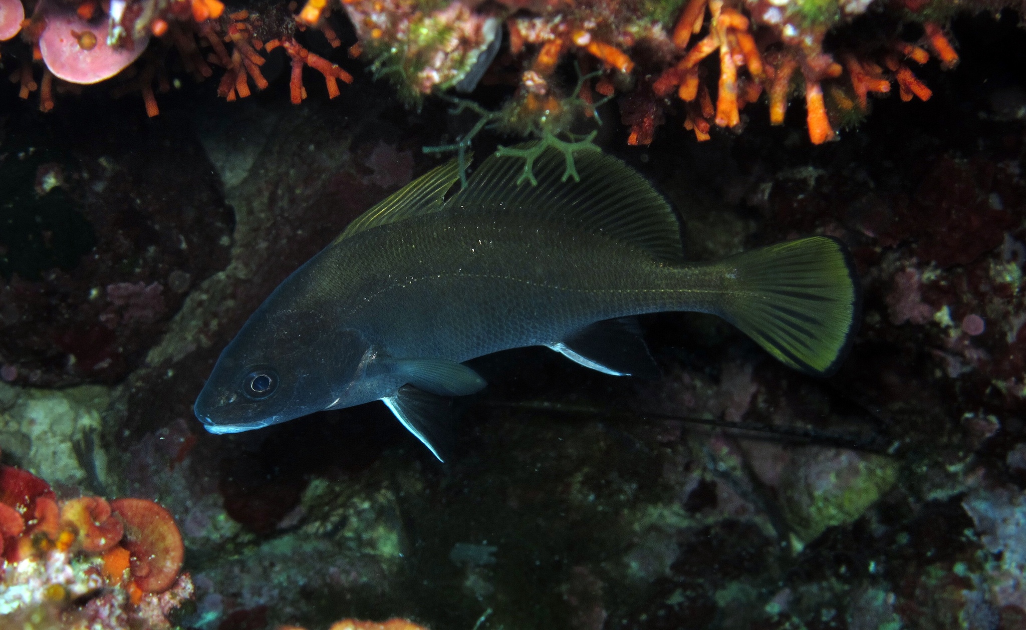 image of sciaena umbra \(brown meagre\)