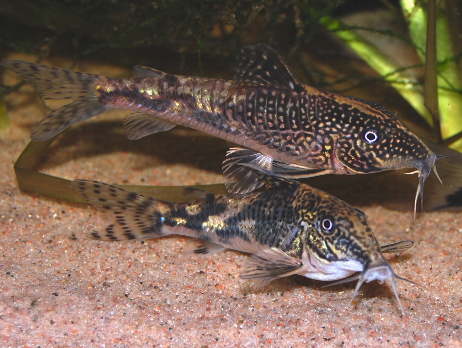image of scleromystax barbatus \(banded corydoras\)
