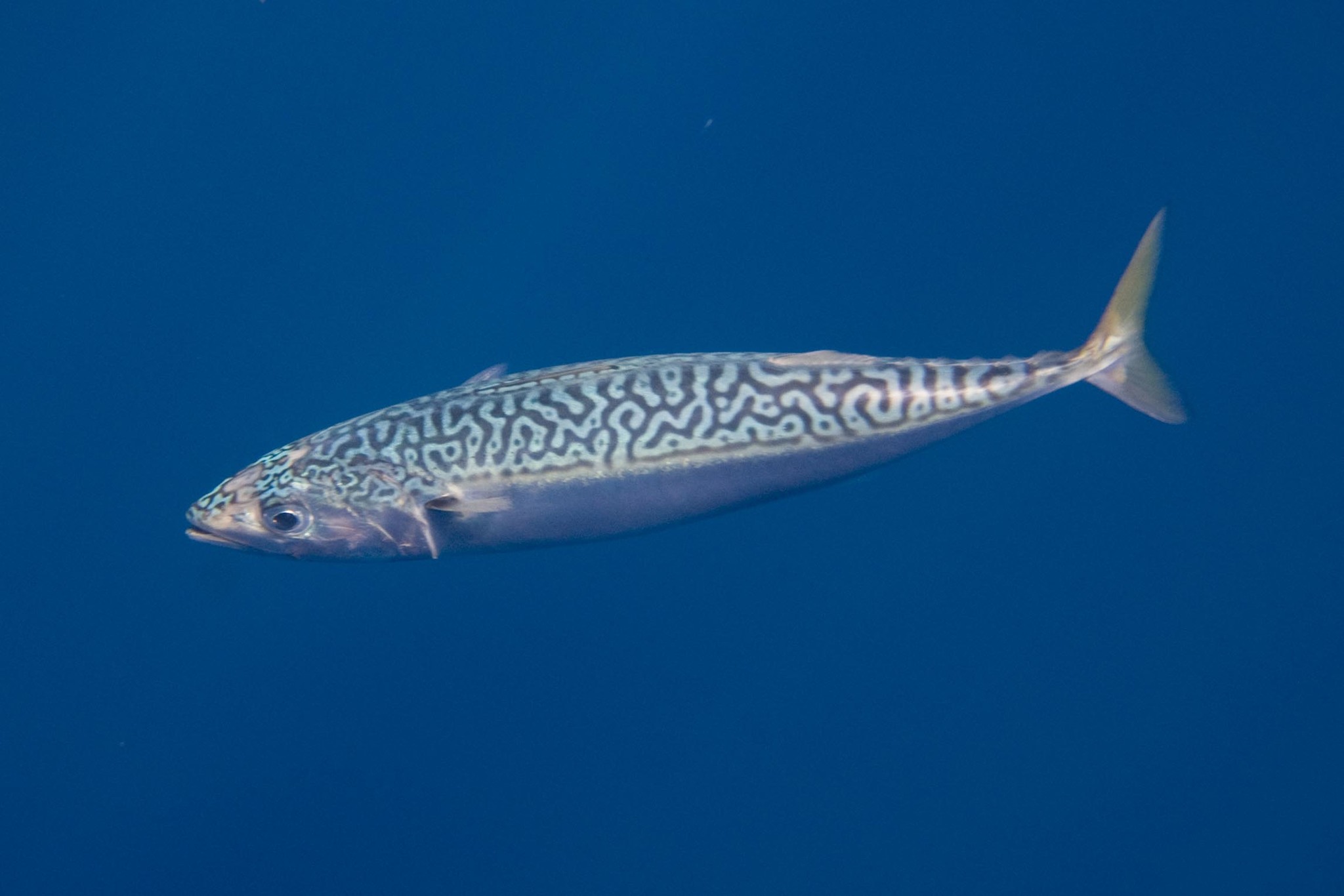 image of scomber japonicus \(chub mackerel\)
