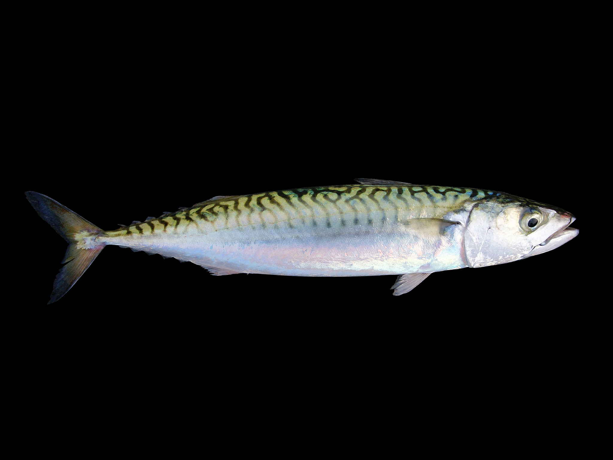 image of scomber scombrus \(atlantic mackerel\)