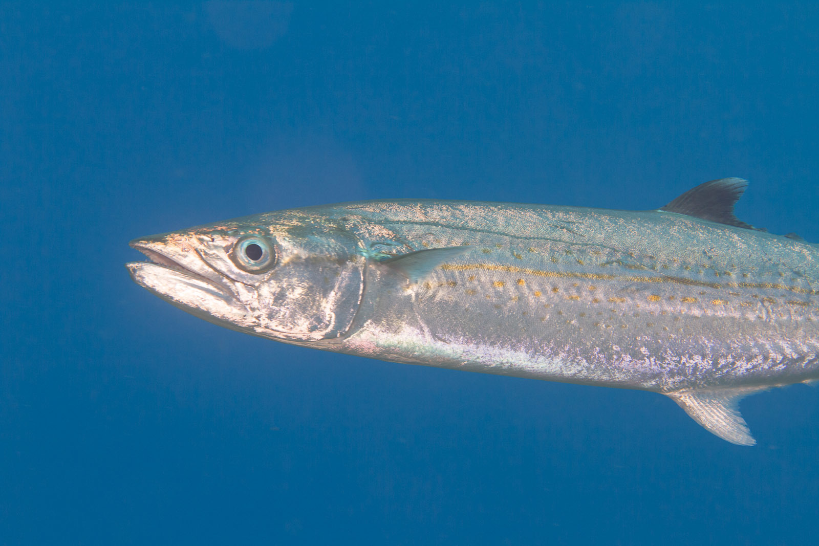 image of scomberomorus regalis \(cero\)