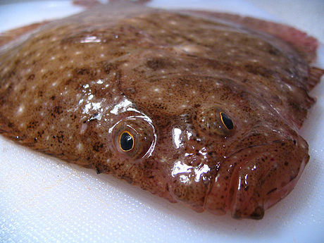 image of scophthalmus aquosus \(windowpane flounder\)