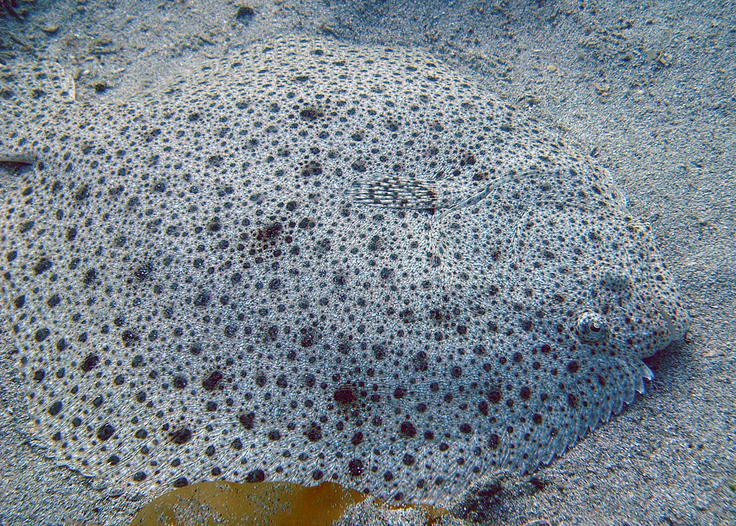 image of scophthalmus maximus \(turbot\)