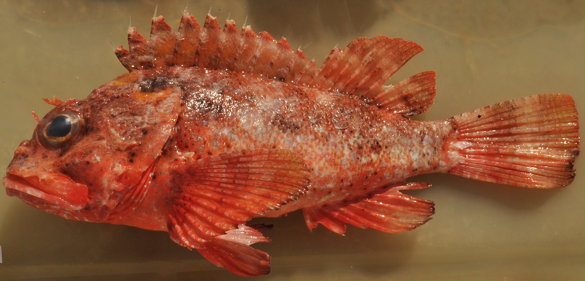 image of scorpaena brasiliensis \(barbfish\)