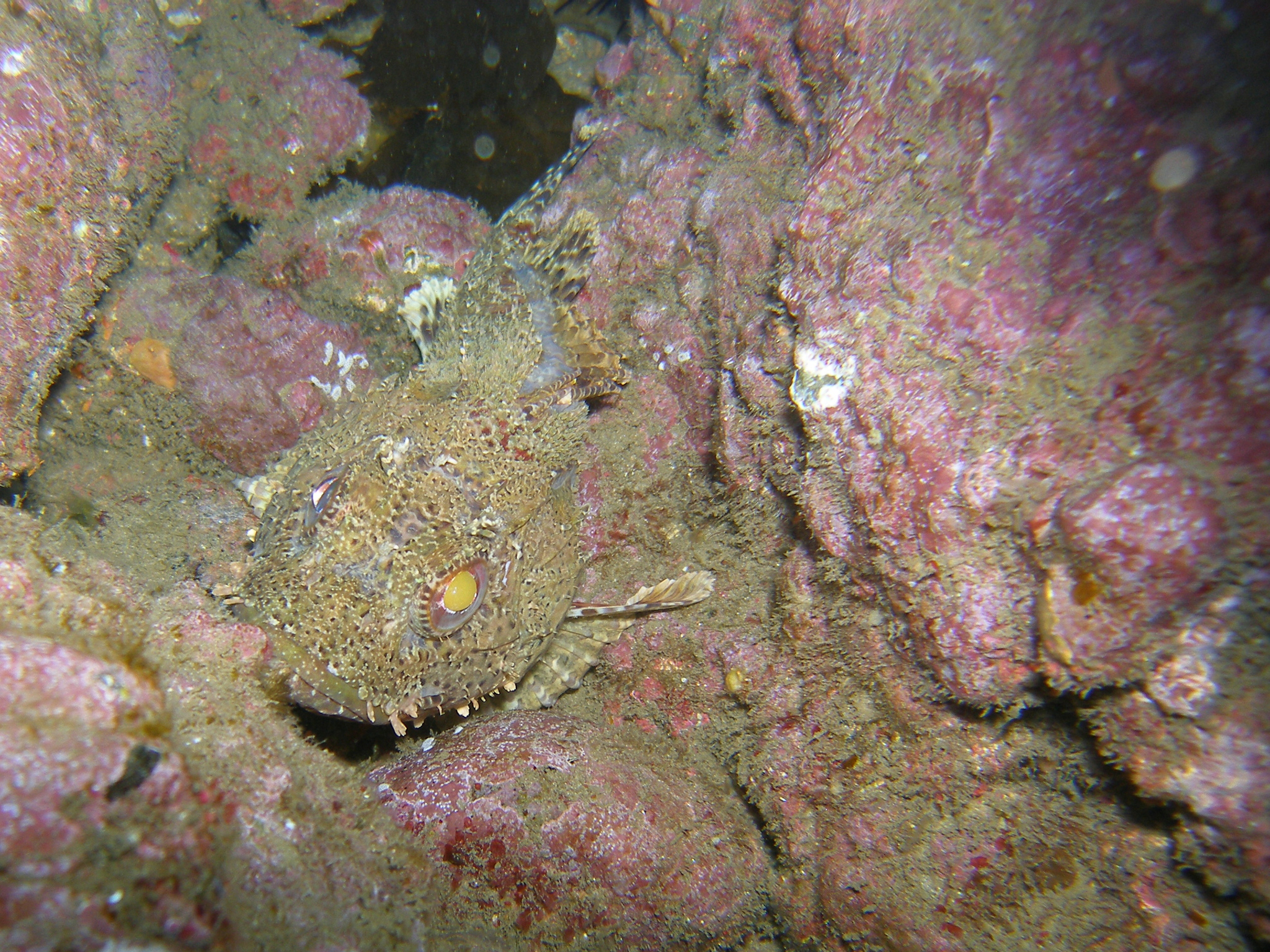 image of scorpaena guttata \(california scorpionfish\)