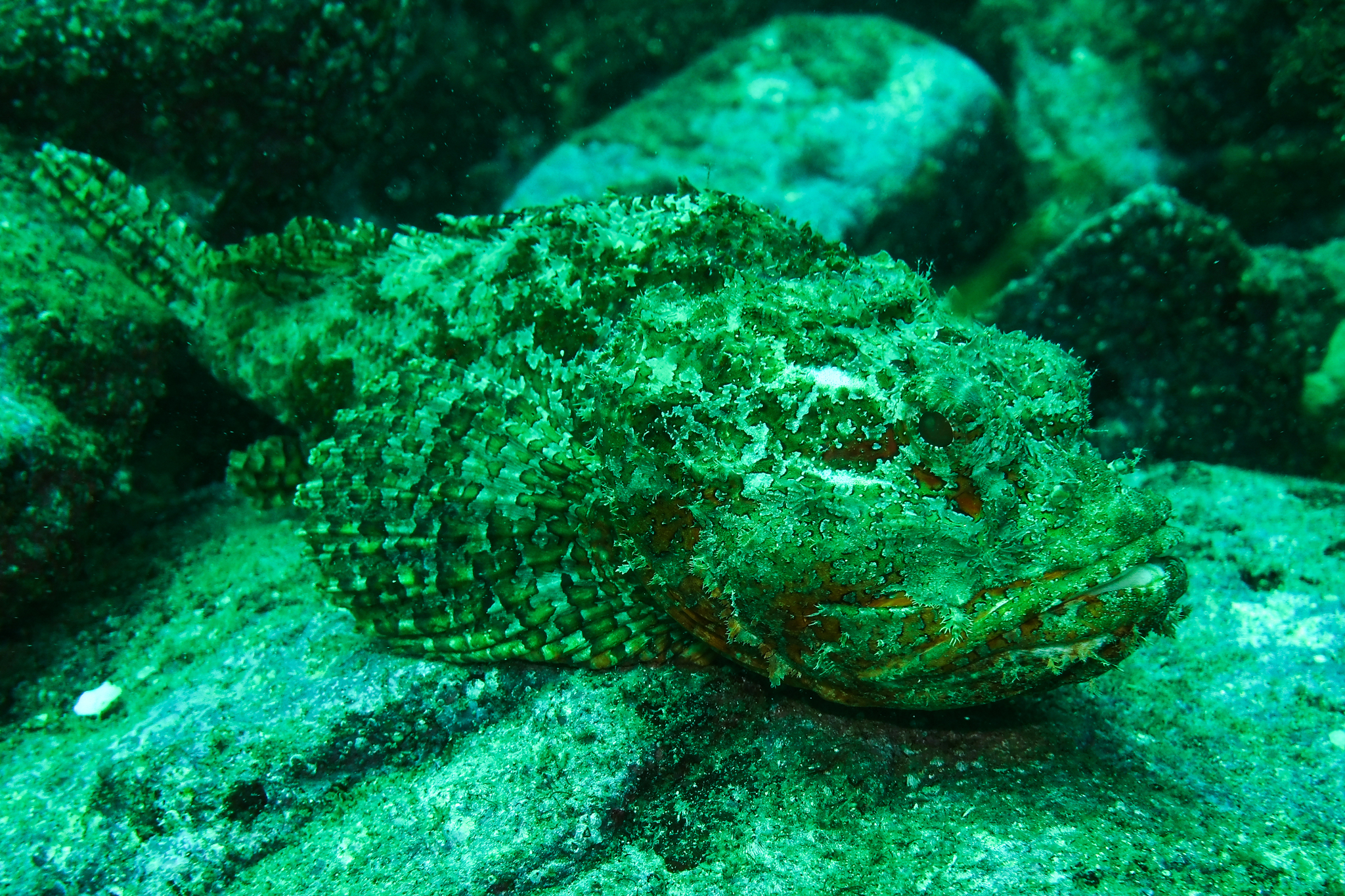 image of scorpaena mystes