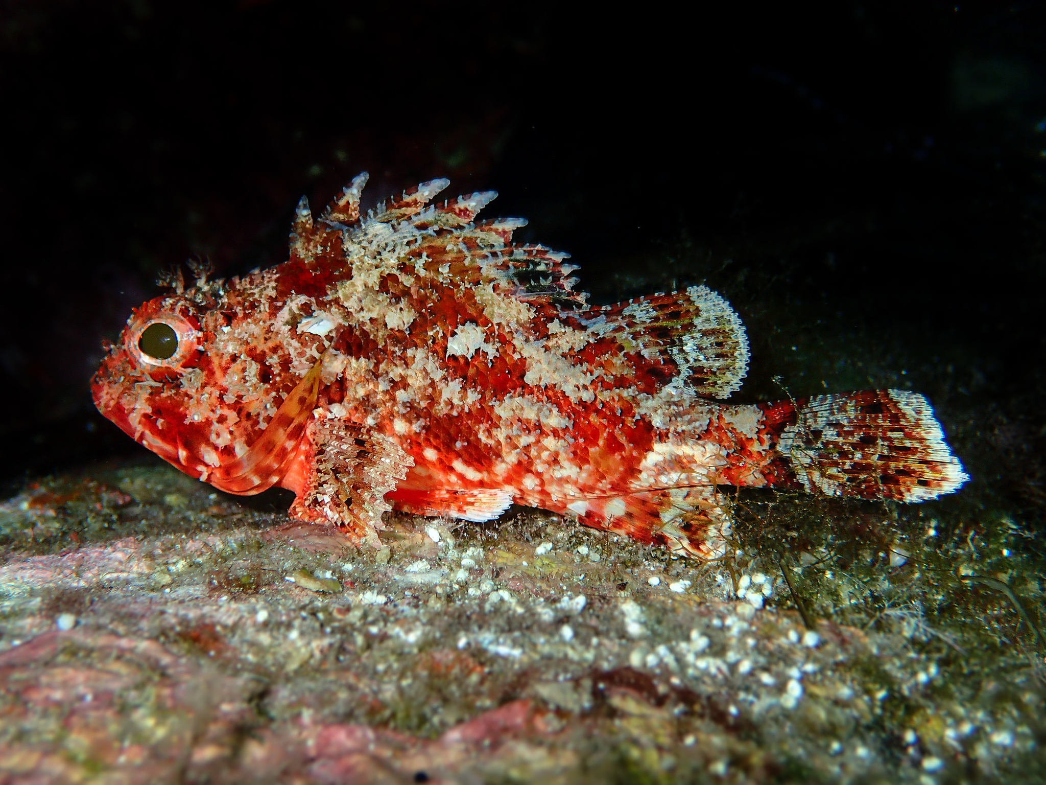 image of scorpaena notata \(small red scorpionfish\)