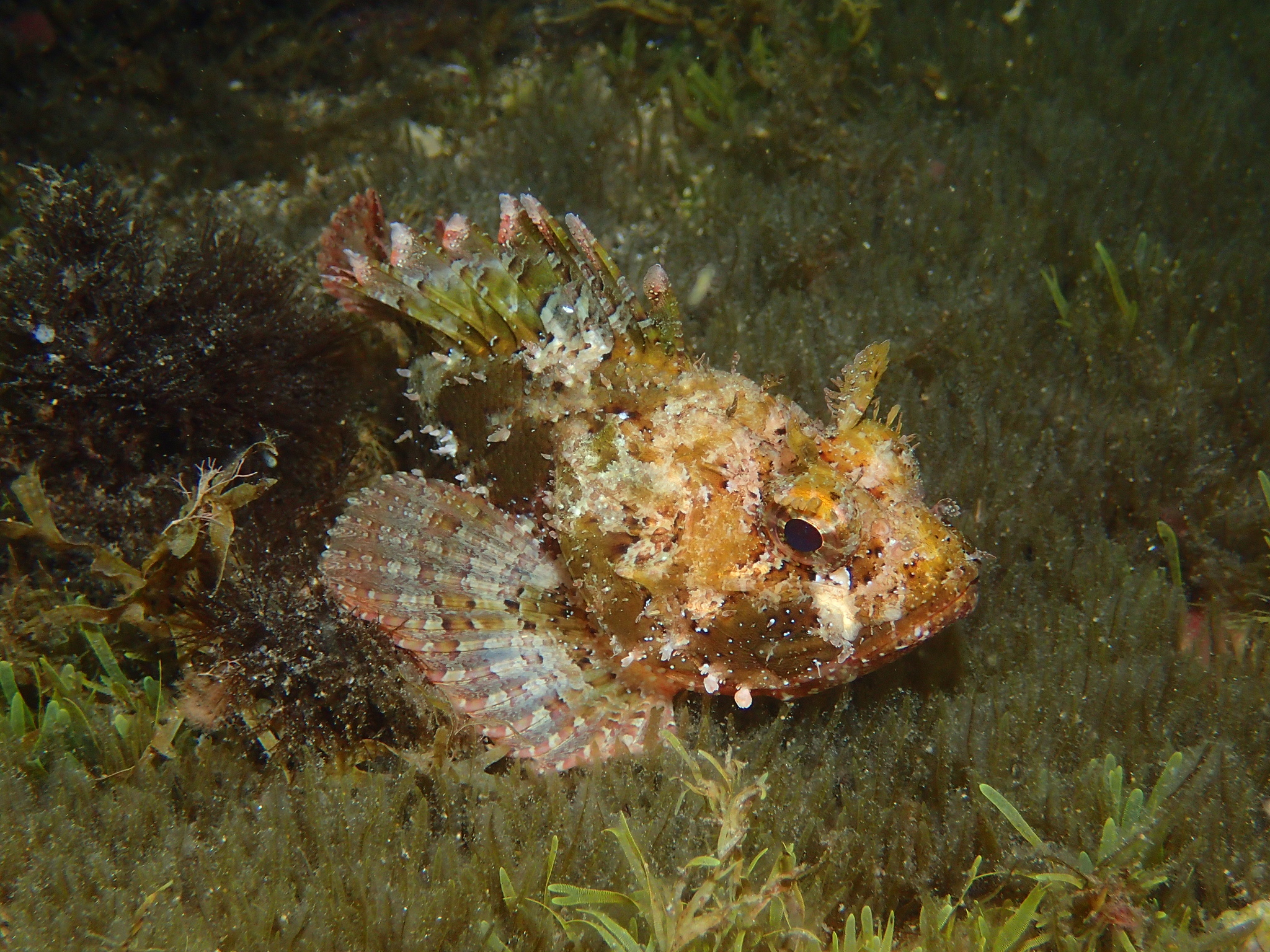 image of scorpaena porcus \(black scorpionfish\)