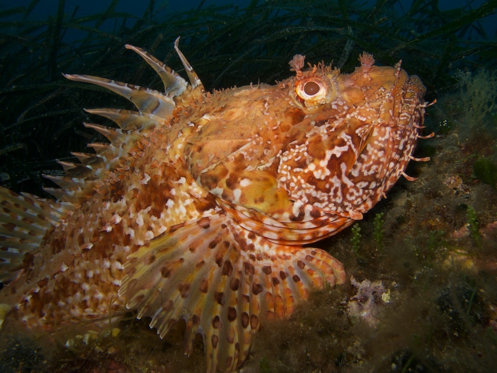image of scorpaena scrofa \(red scorpionfish\)