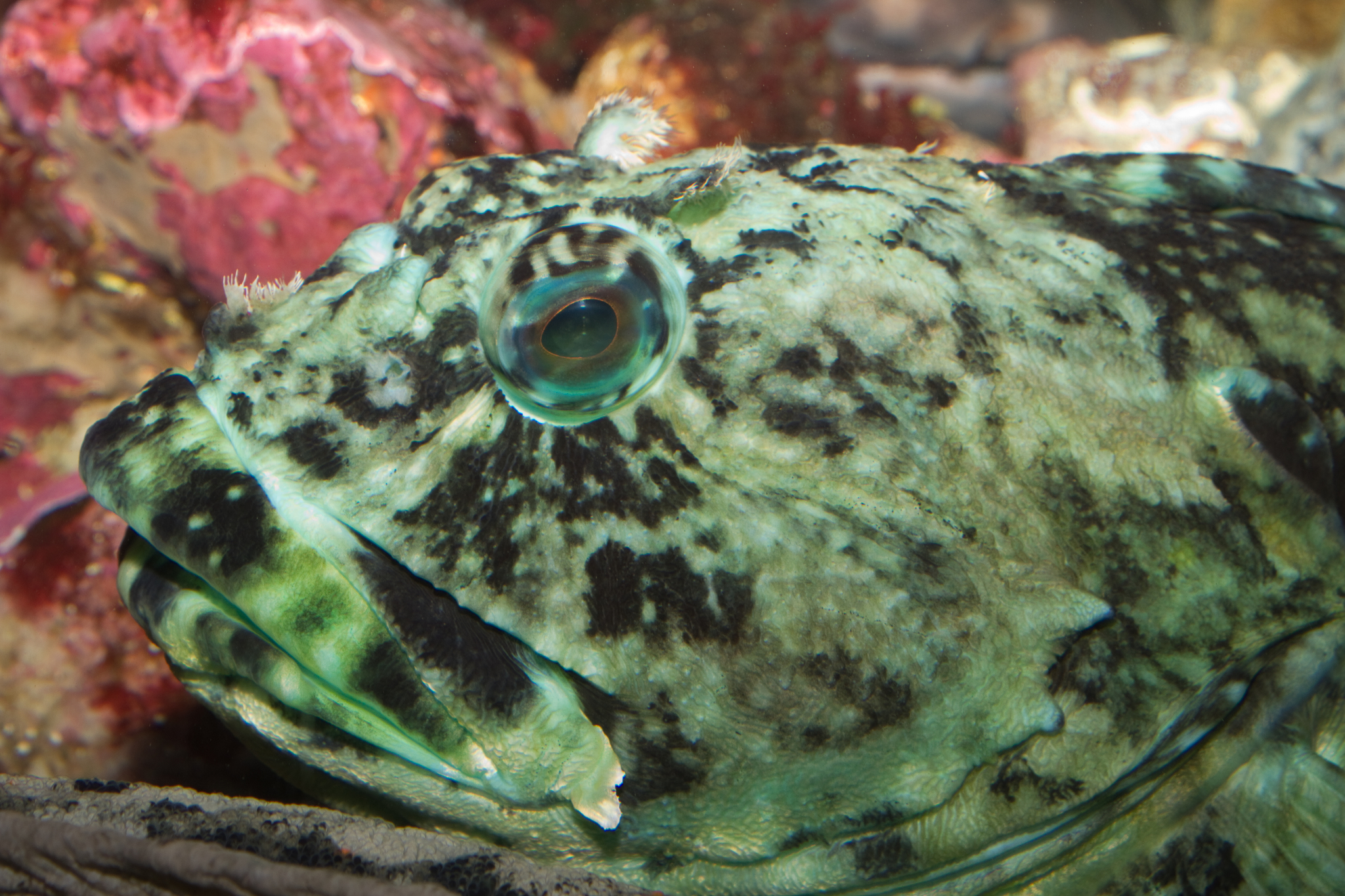 image of scorpaenichthys marmoratus \(cabezon\)