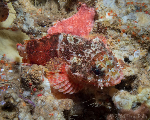 image of scorpaenodes parvipinnis \(lowfin scorpionfish\)